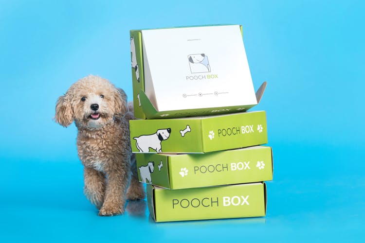 Pooch box sales